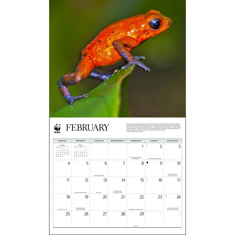 Frogs WWF 2024 Calendar Calendars Com   Ebb98284 33fa 4a01 9ebc C4c71617c813