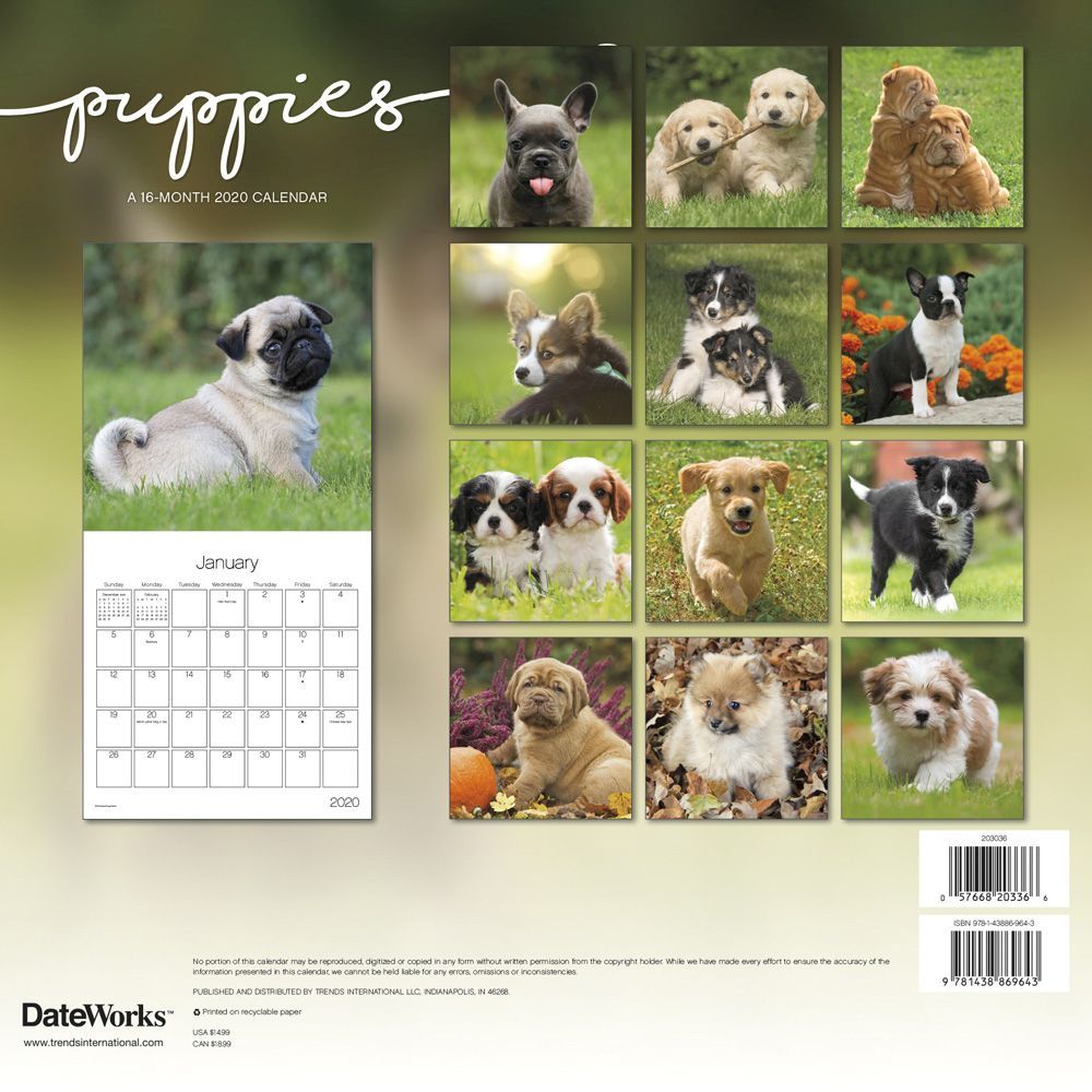 Puppies Official 2019 Large Wall Calendar Breathtaking Images of Puppies Beautiful Dog Photos on Sturdy Paper 11 x 17 Open