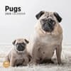 image Pugs 2025 Wall Calendar Main Product Image