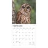 image Owls 2025 Wall Calendar Third Alternate Image