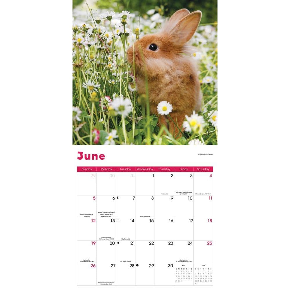 Rabbits 2022 Wall Calendar - Calendars.com