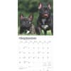 image French Bulldogs 2025 Wall Calendar