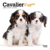 image Cavalier King Charles Puppies 2024 Mini Wall Calendar Main Image