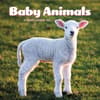 image Baby Animals 2025 Mini Wall Calendar  Main Image