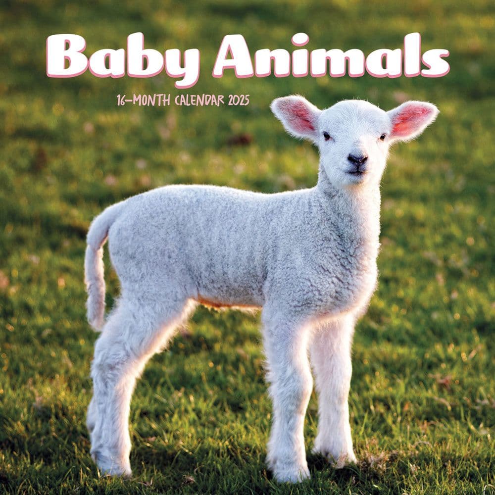 Baby Animals 2025 Mini Wall Calendar  Main Image