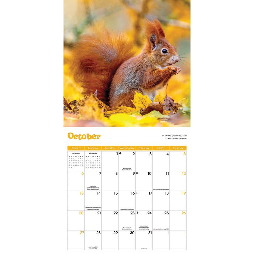 Squirrels 2024 Wall Calendar