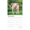 image Piglets 2025 Wall Calendar Third Alternate Image