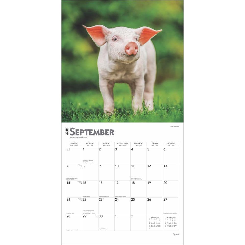 Piglets 2025 Wall Calendar Third Alternate Image