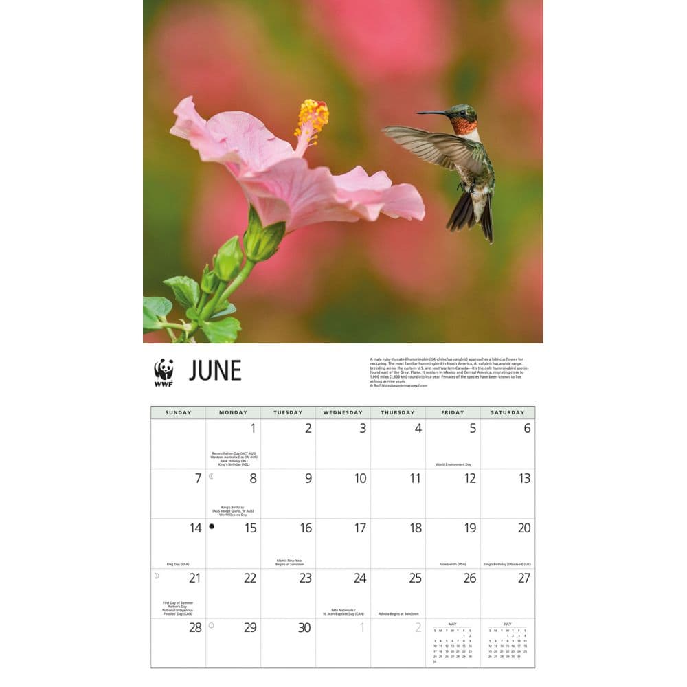 Hummingbirds WWF 2026 Wall Calendar Third Alternate Image