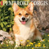 image Just Pembrook Corgis 2025 Wall Calendar Main Product Image width=&quot;1000&quot; height=&quot;1000&quot;