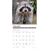 image Rascally Raccoons 2025 Wall Calendar Second Alternate Image width=&quot;1000&quot; height=&quot;1000&quot;