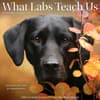 image What Labs Teach Us 2025 Wall Calendar Main Image