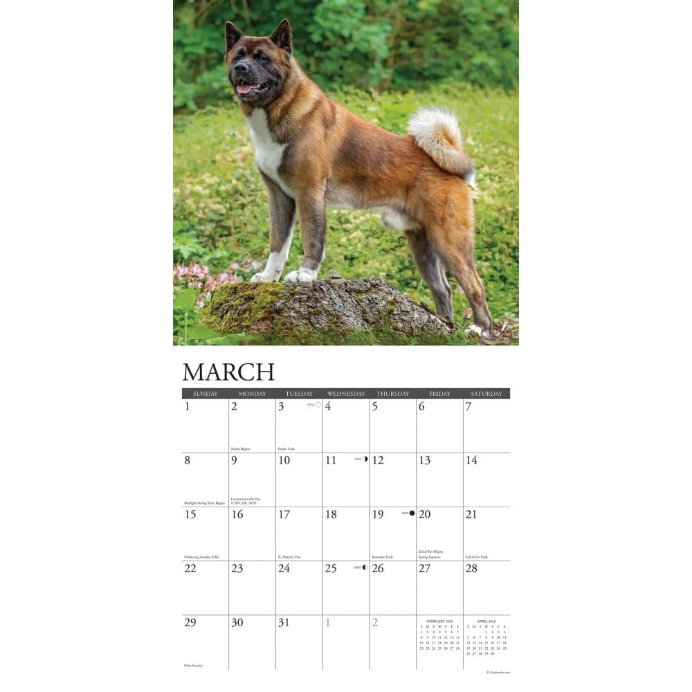 Just Akitas 2026 Wall Calendar Second Alternate Image