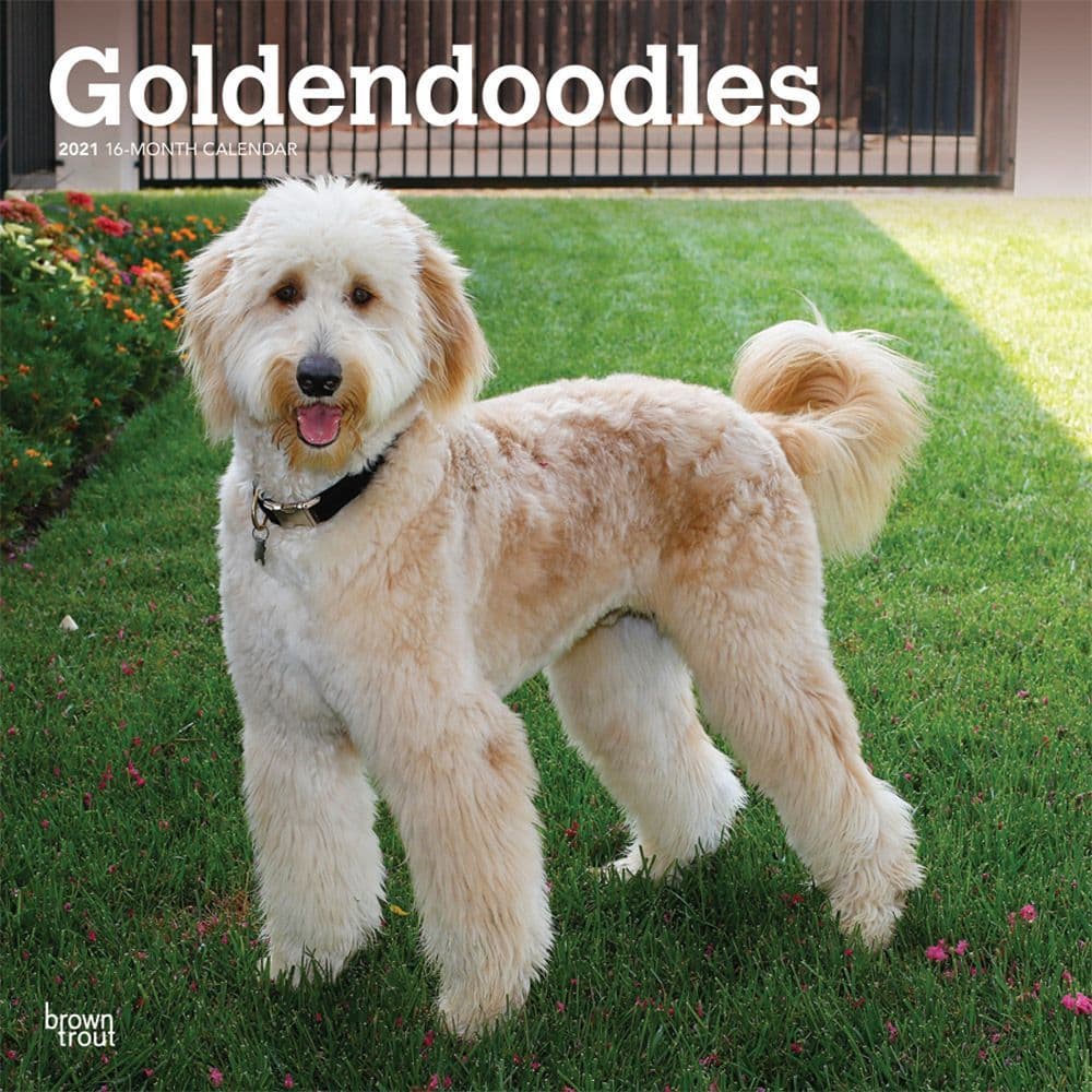 Goldendoodles Wall Calendar - Calendars.com