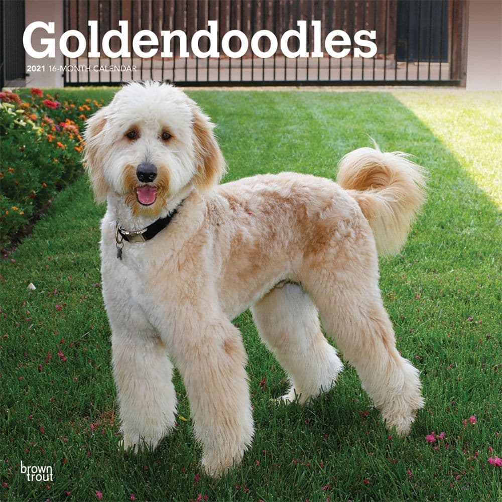 Goldendoodles Wall Calendar