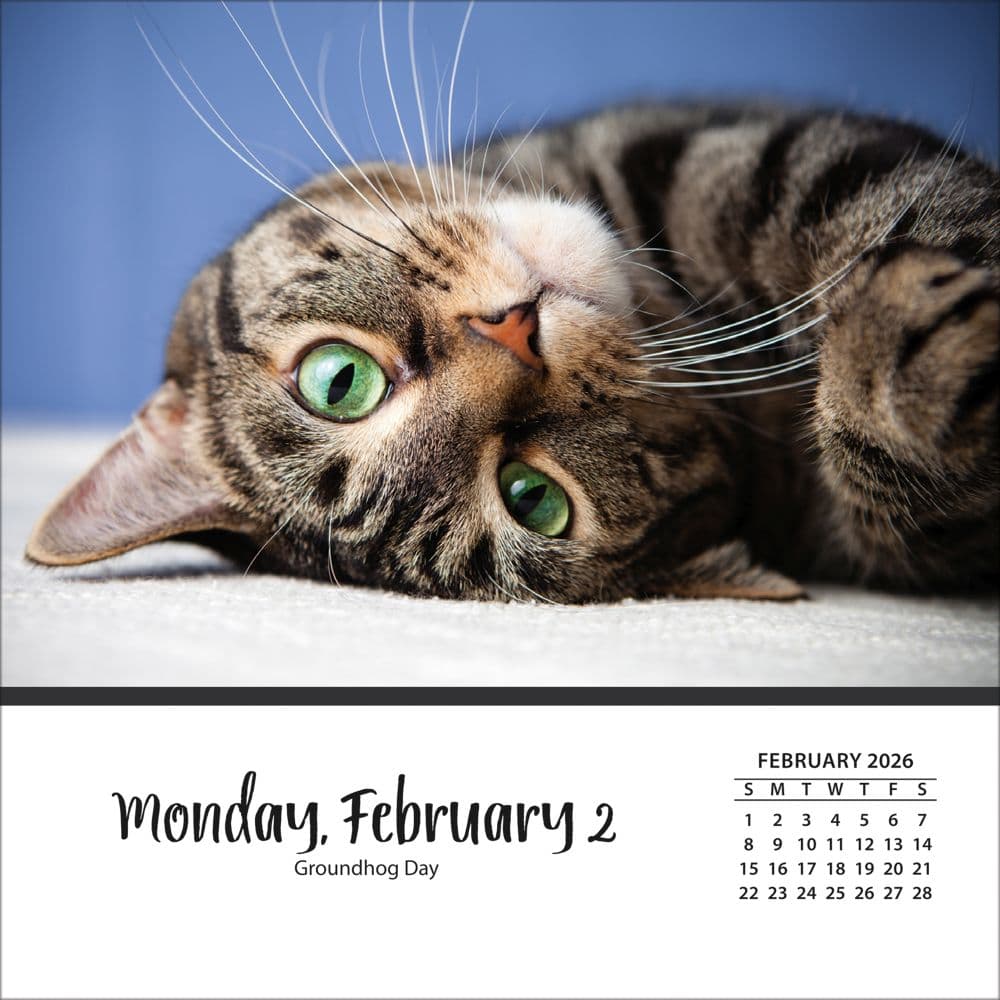Cats And Kittens 2026 Desk Calendar_ALT3