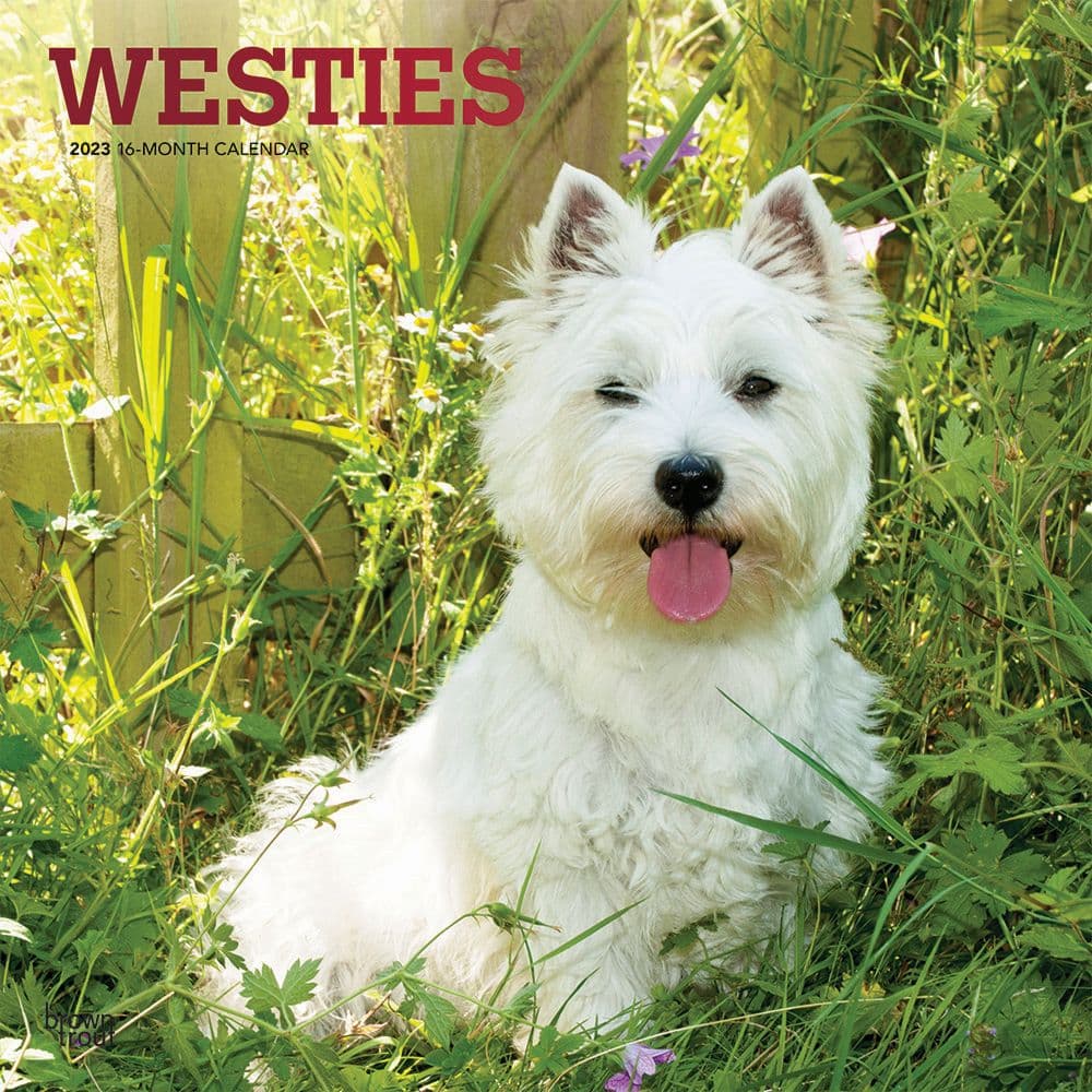 BrownTrout West Highland White Terriers 2023 Square Wall Calendar