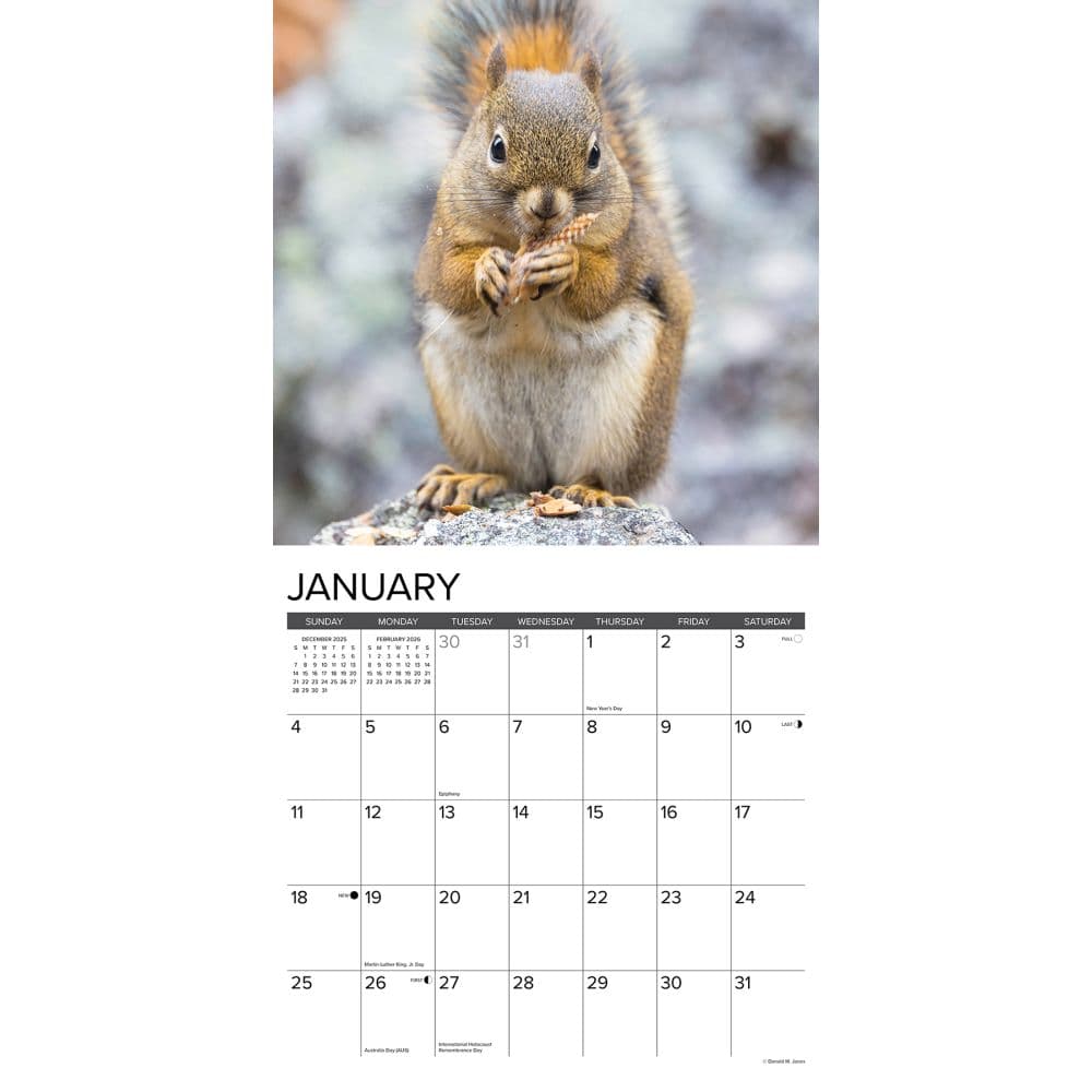 Squirrels 2026 Wall Calendar Second Alternate Image