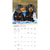 image Dachshund Puppies 2026 Wall Calendar Second Alternate Image