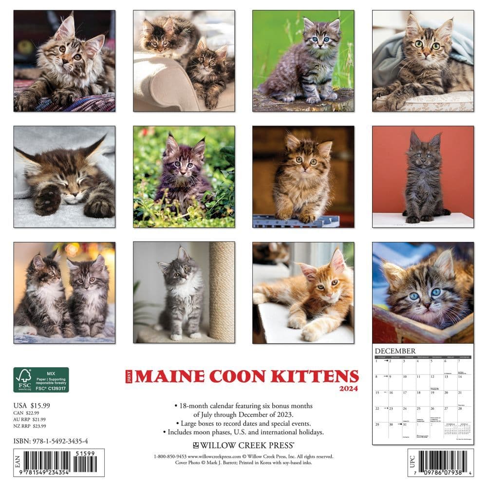 Maine Coon Kittens 2024 Wall Calendar - Calendars.com