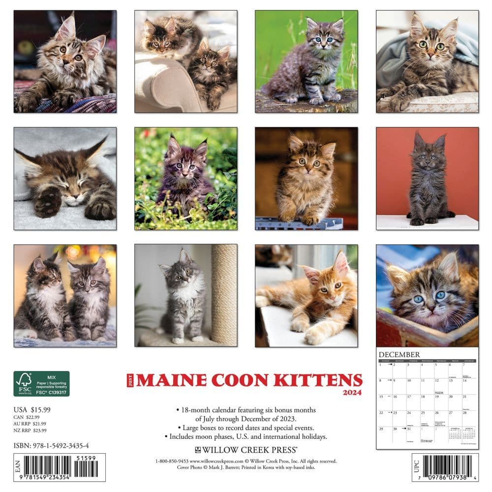 Maine Coon Kittens 2024 Wall Calendar