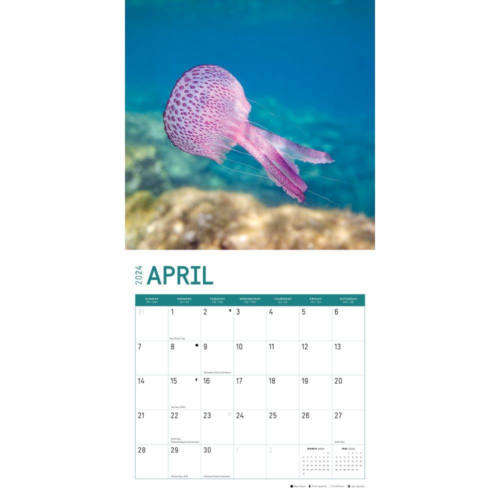 Jellyfish 2024 Wall Calendar Second Alternate Image width=&quot;1000&quot; height=&quot;1000&quot;