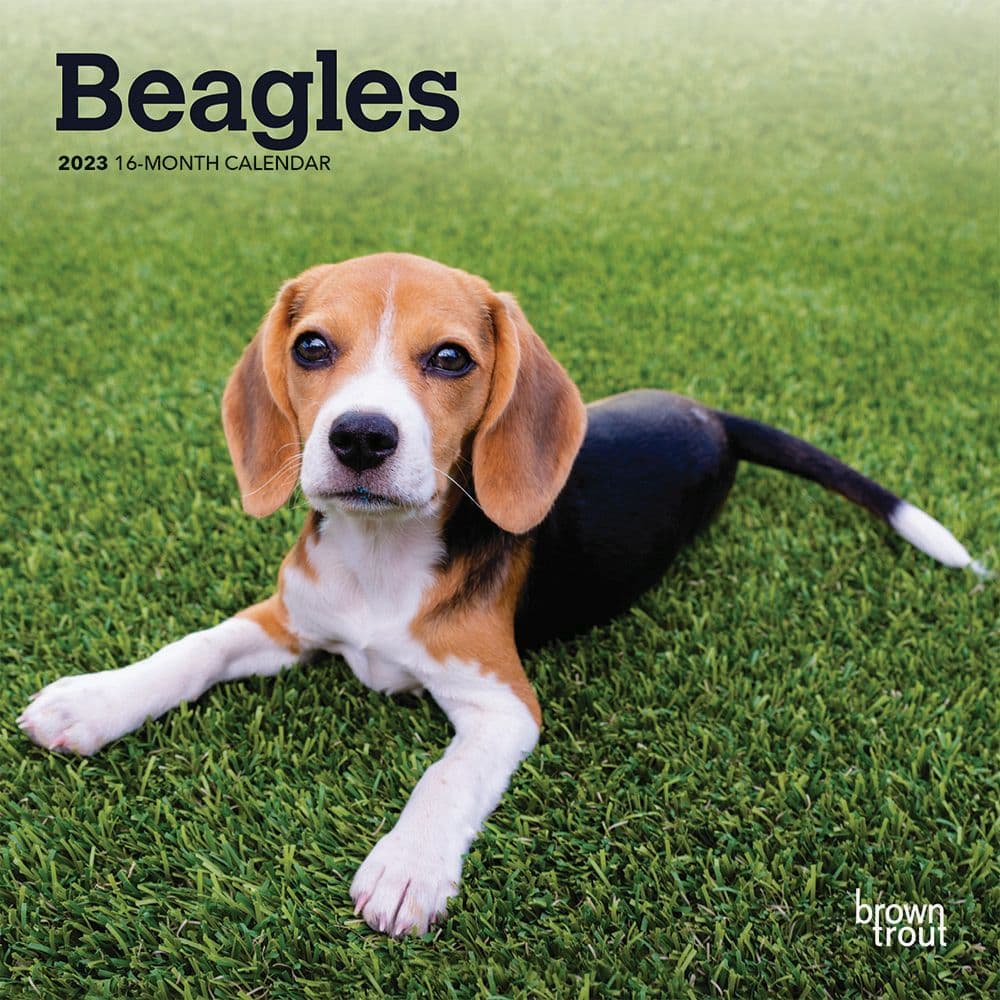 Beagles 2023 Mini Wall Calendar 7x7