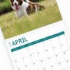 image Border Collies 2025 Wall Calendar Sixth Alternate Image