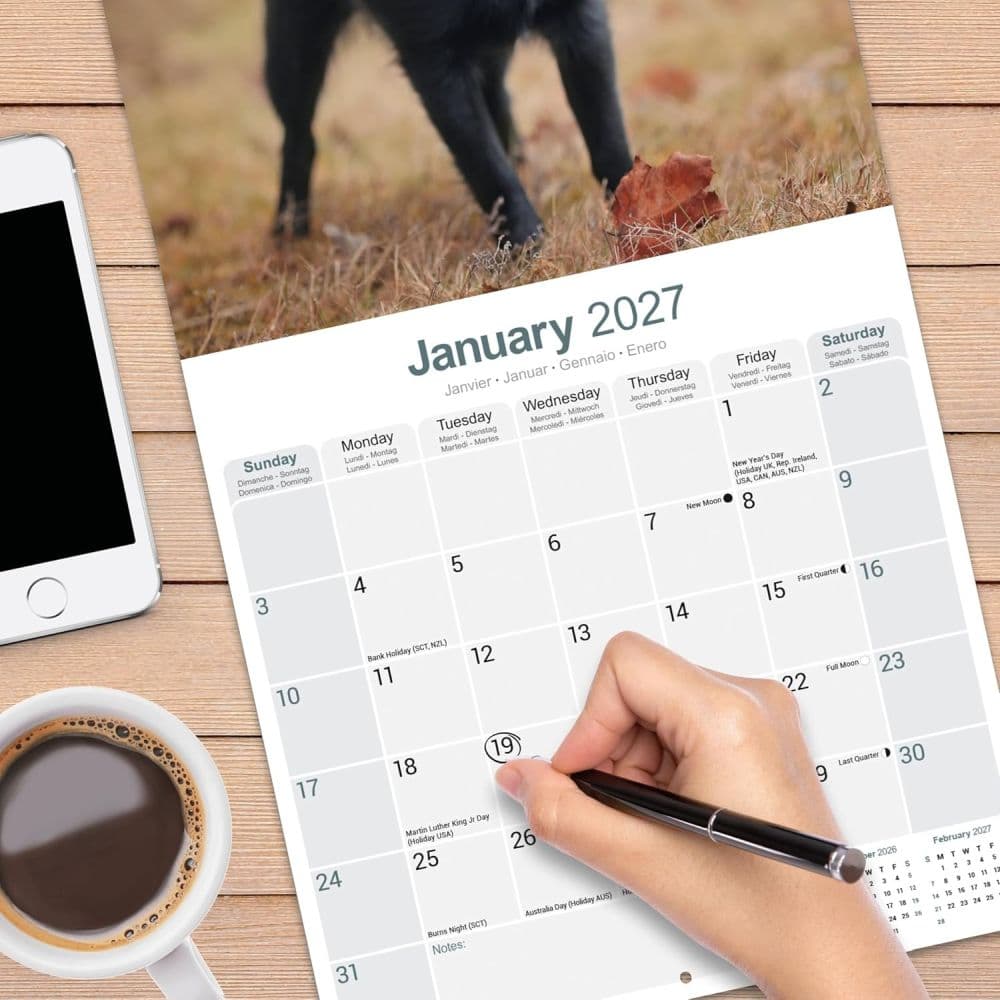 Schipperke 2027 Wall Calendar Fourth Alternate Image