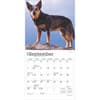 image Blue Heelers 2025 Mini Wall Calendar