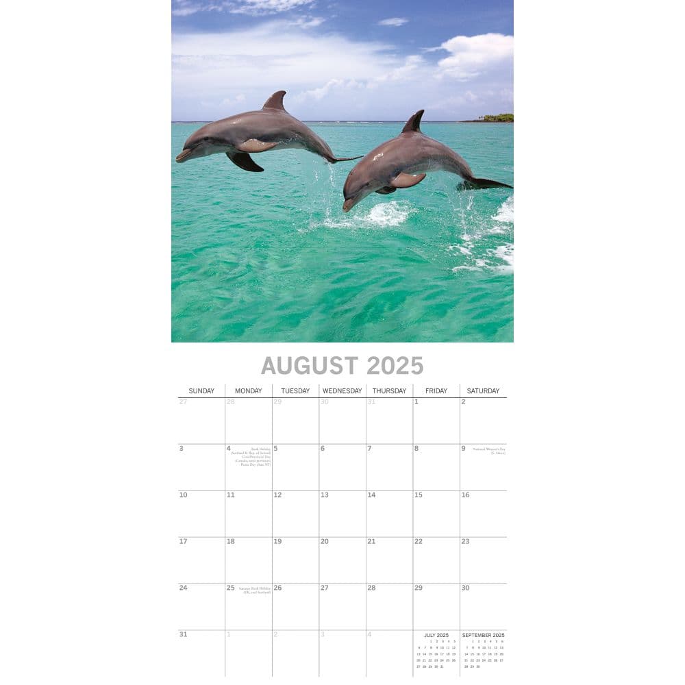 Dolphins 2025 Wall Calendar