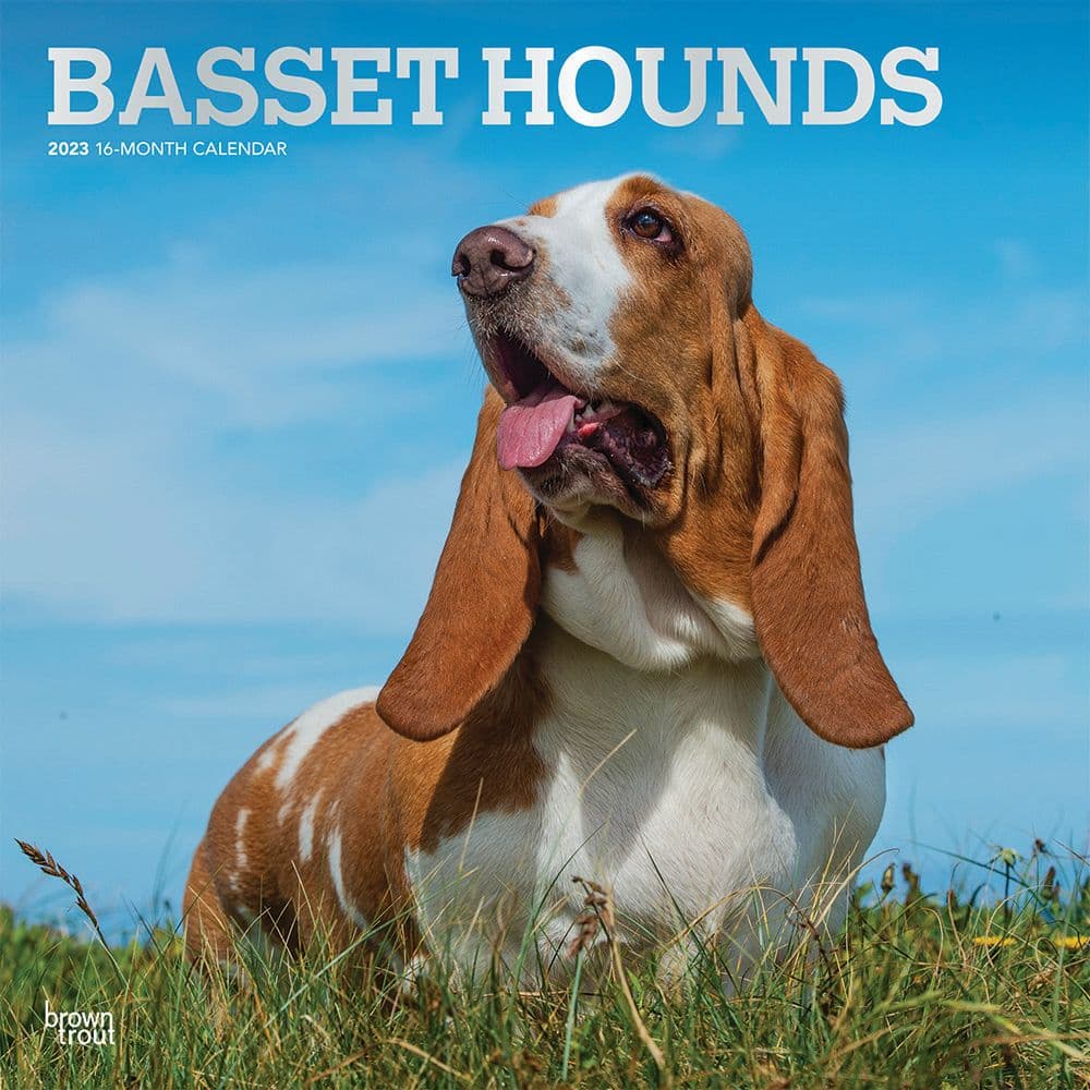 BrownTrout Basset Hounds 2023 Square Wall Calendar