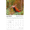 image Red Pandas WWF 2026 Wall Calendar Second Alternate Image