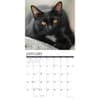 image Black Cats 2026 Wall Calendar Second Alternate Image
