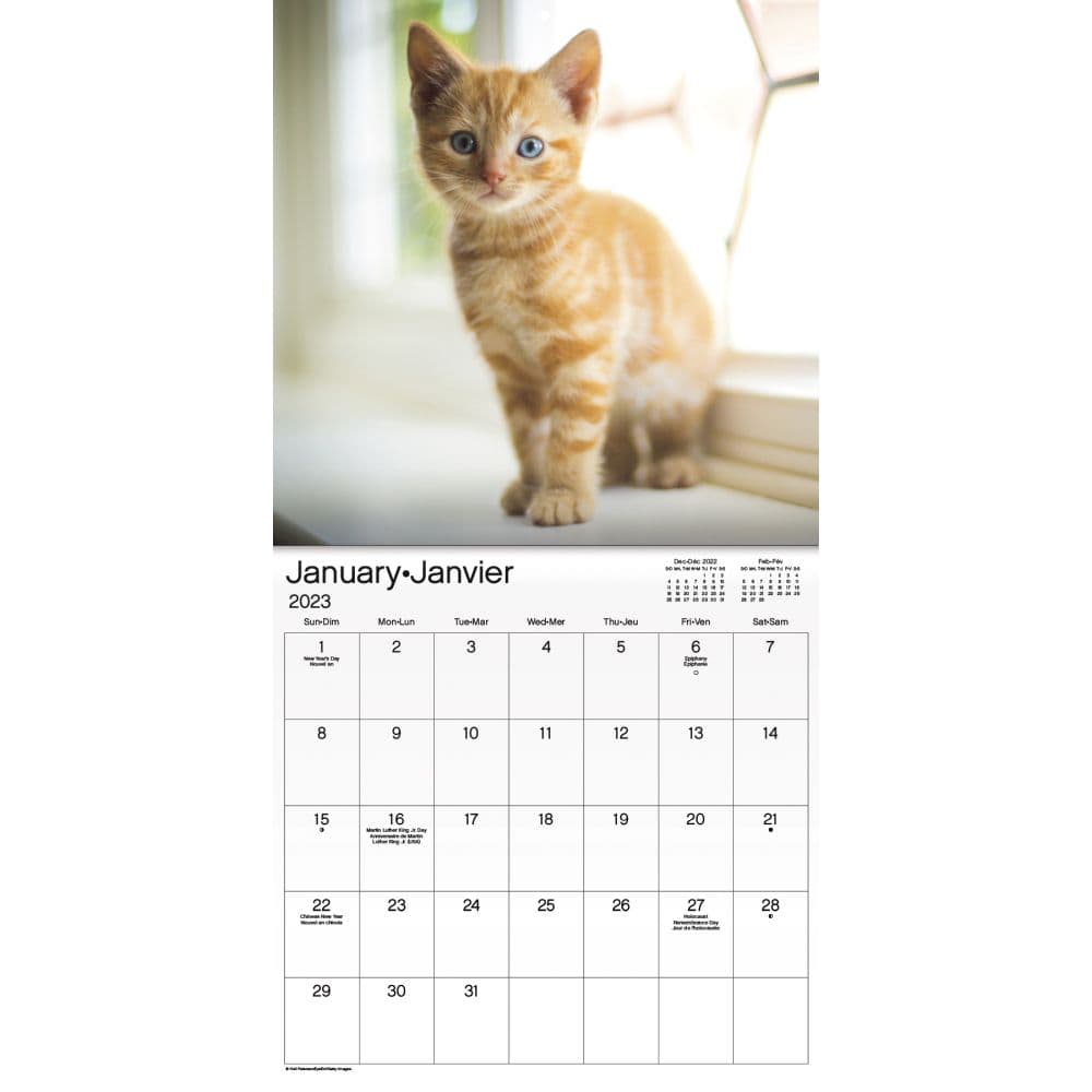 Kittens Bilingual 2023 Mini Wall Calendar - Calendars.com
