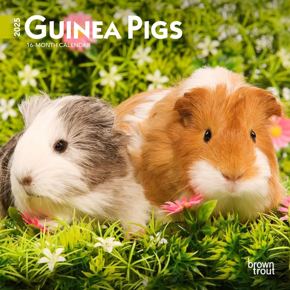 Guinea Pigs 2025 Mini Wall Calendar - Calendars.com