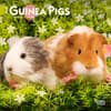 image Guinea Pigs 2025 Mini Wall Calendar Main Product Image width=&quot;1000&quot; height=&quot;1000&quot;