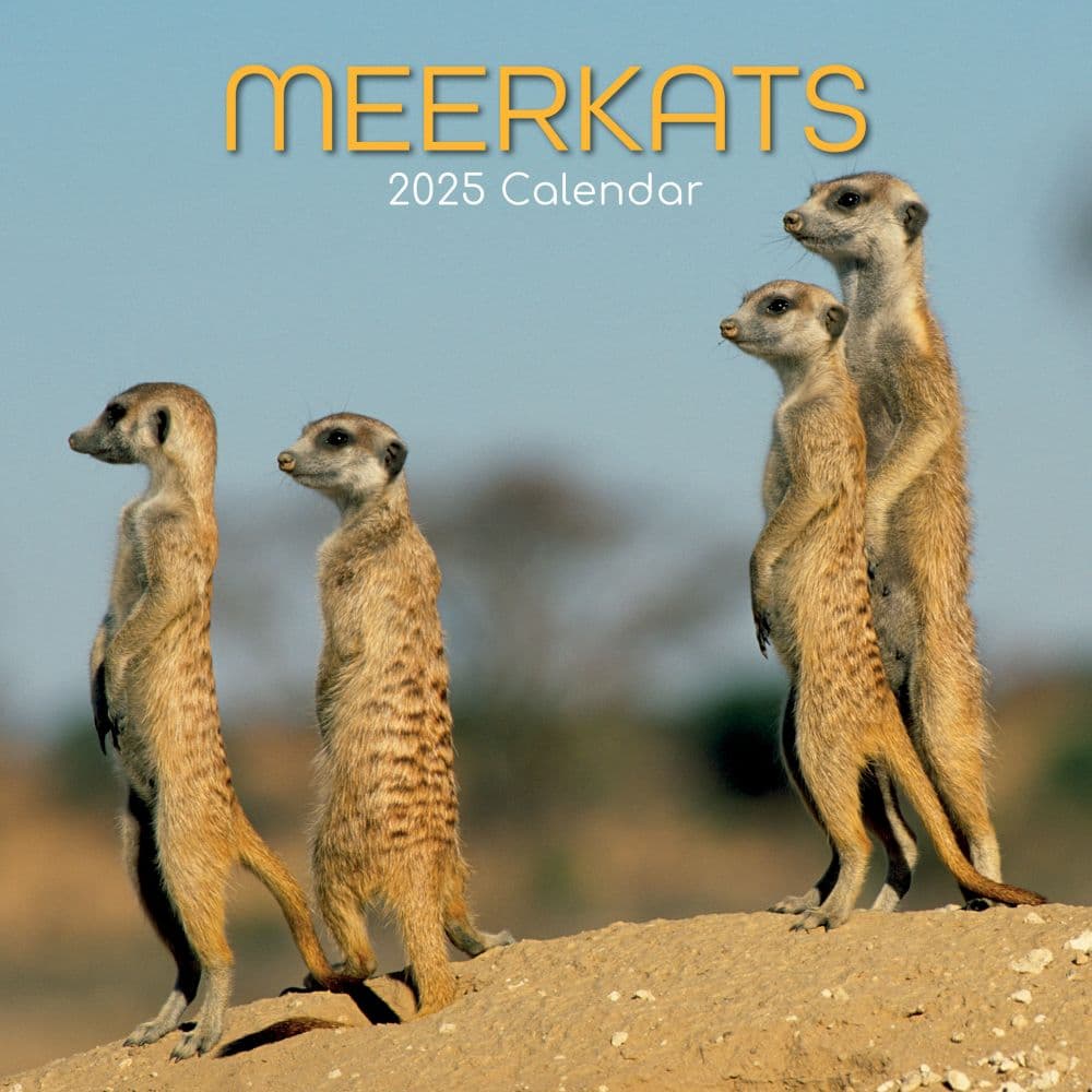 Meerkats 2025 Wall Calendar