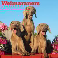 image Weimaraners 2026 Wall Calendar Main Product Image