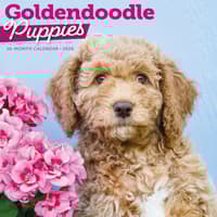 image Just Goldendoodle Puppies 2026 Wall Calendar Main Product Image