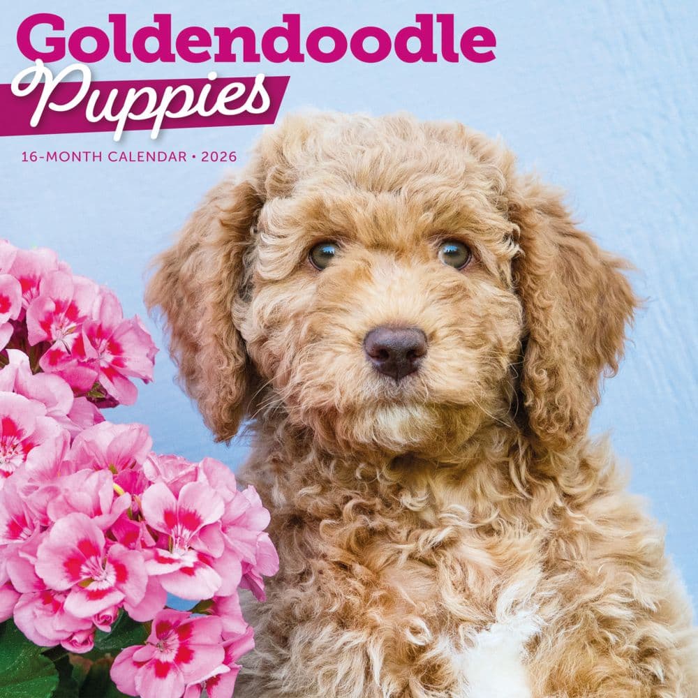 Just Goldendoodle Puppies 2026 Wall Calendar Main Product Image