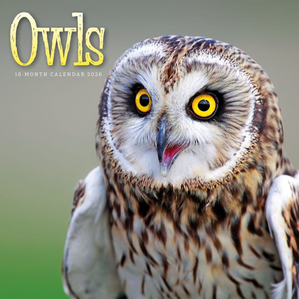 Owls 2026 Wall Calendar  Main Image