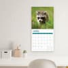 image Baby Raccoons 2025 Wall Calendar Third Alternate Image width="1000" height="1000"