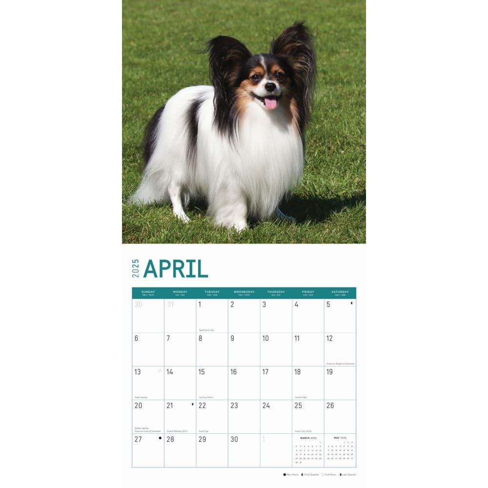 Papillons 2025 Wall Calendar Second Alternate Image