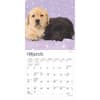 image Lab Retriever Puppies 2025 Mini Wall Calendar Second Alternate Image width=&quot;1000&quot; height=&quot;1000&quot;