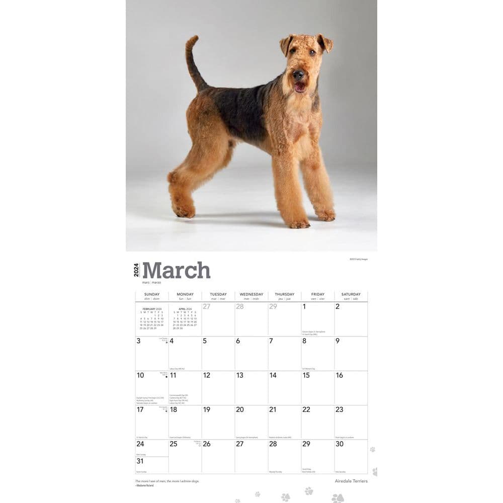 Airedale Terriers 2024 Wall Calendar