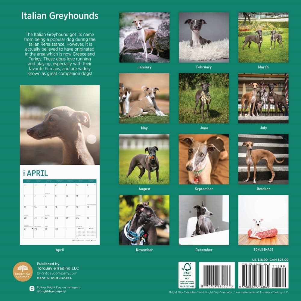 Italian Greyhounds 2025 Wall Calendar First Alternate Image width=&quot;1000&quot; height=&quot;1000&quot;