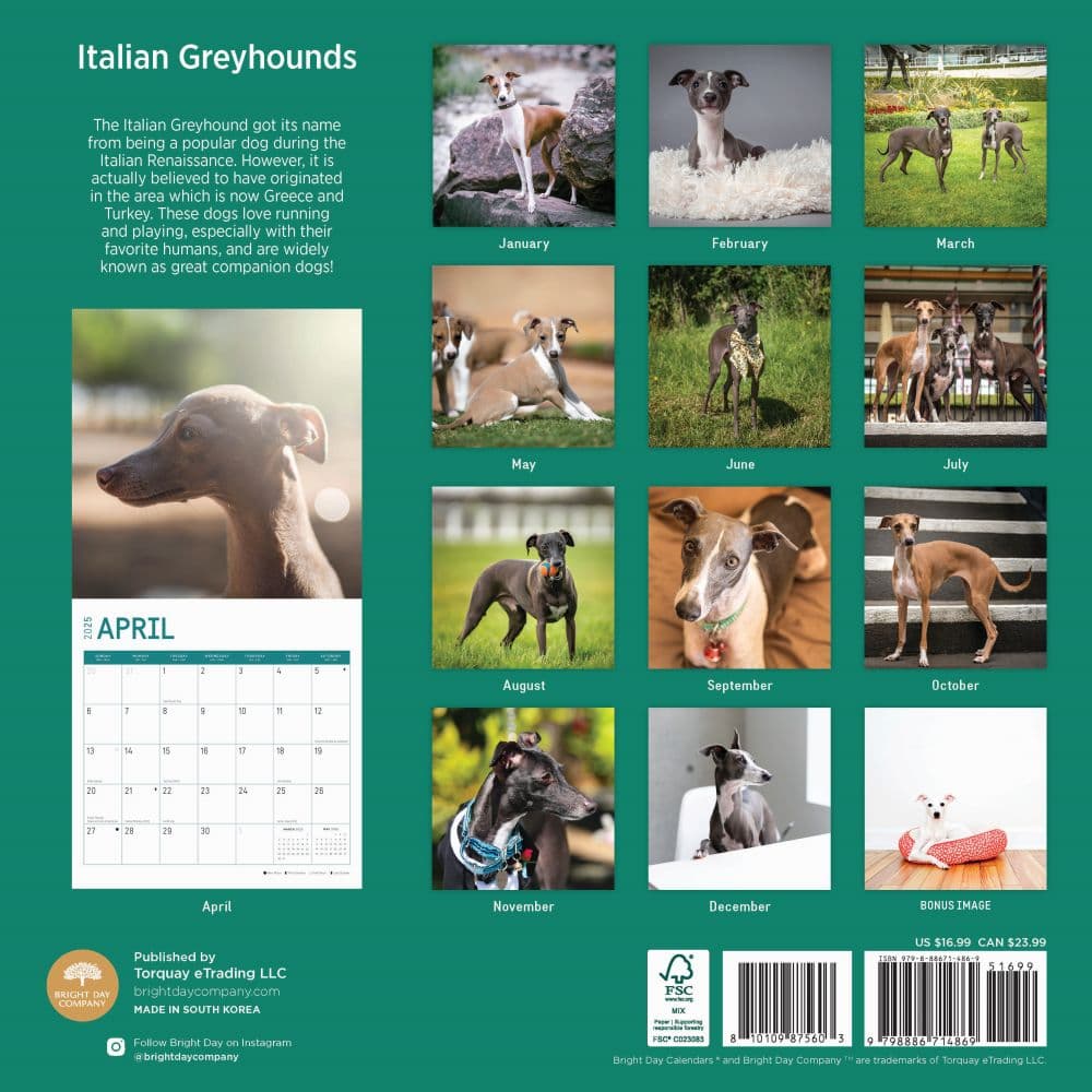 Italian Greyhounds 2025 Wall Calendar First Alternate Image width="1000" height="1000"