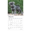 image Schnauzer Puppies 2025 Mini Wall Calendar Second Alternate Image width=&quot;1000&quot; height=&quot;1000&quot;