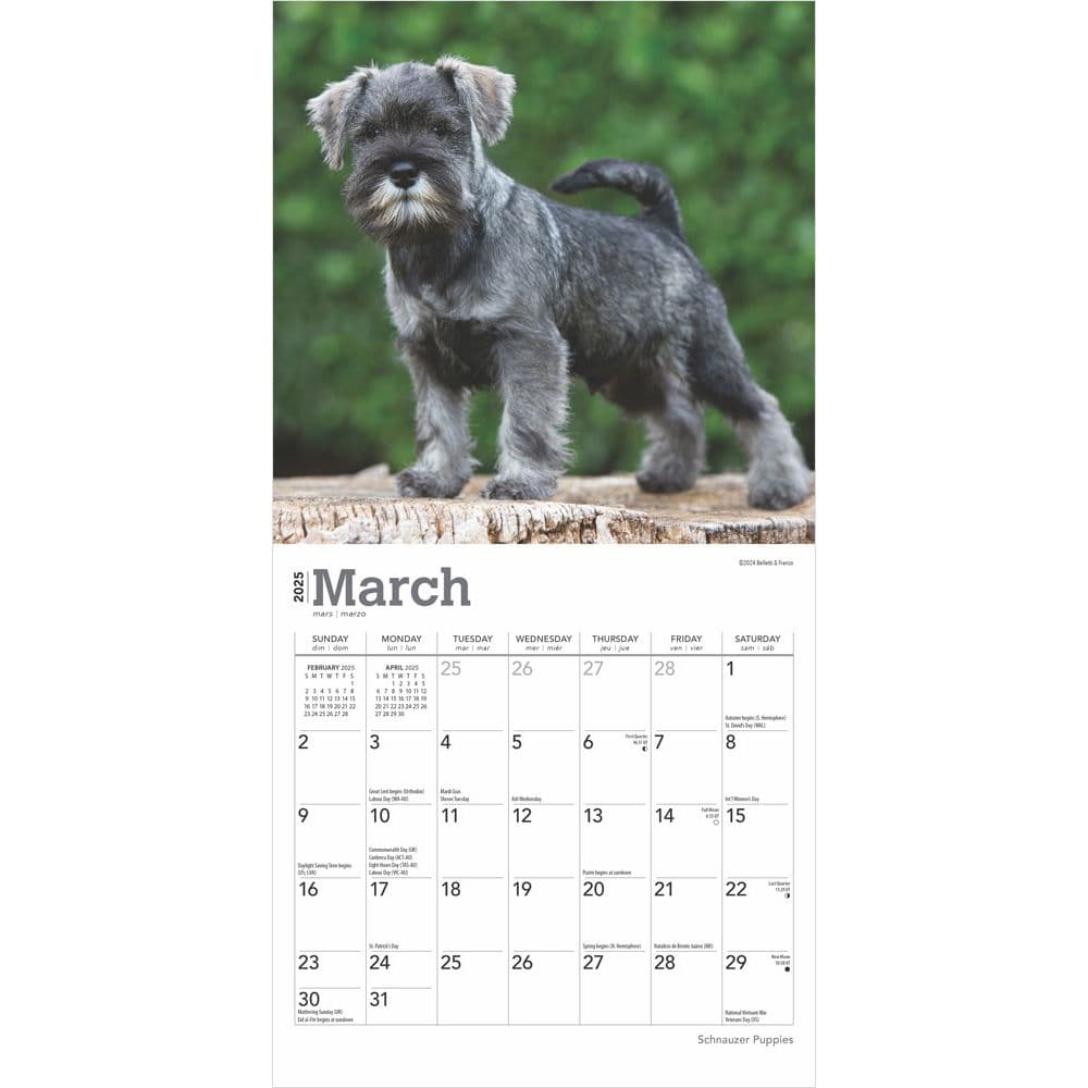 Schnauzer Puppies 2025 Mini Wall Calendar Second Alternate Image width=&quot;1000&quot; height=&quot;1000&quot;